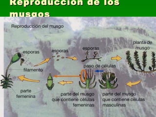 Reproducción de los musgos 