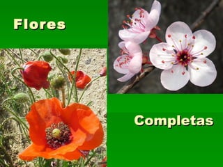 Flores   Completas 