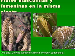 Flores masculinas y femeninas en la misma planta Avellano (Corylus avellana) Palmera (Phoenix canariensis) 