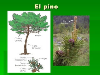 El pino 