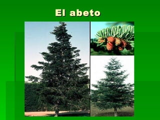 El abeto 