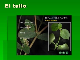 El tallo 