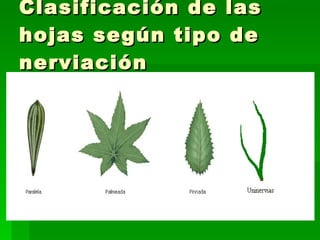 Clasificación de las hojas según tipo de nerviación 