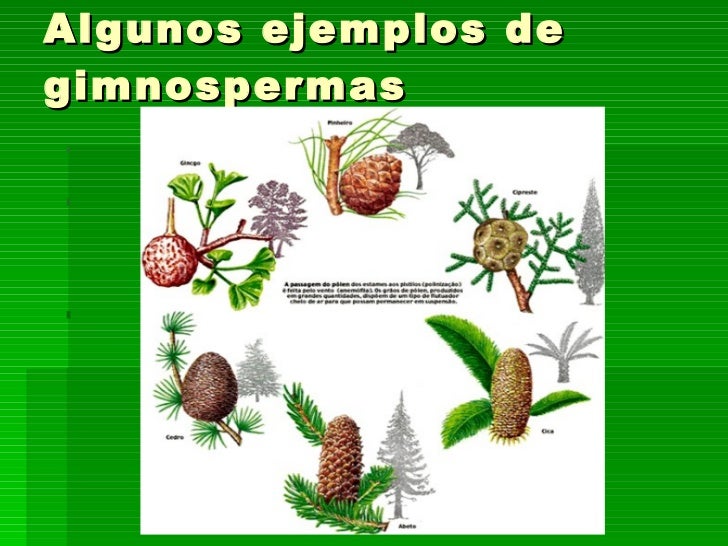 Tema 10 Las Plantas Tema 10 Las Plantas