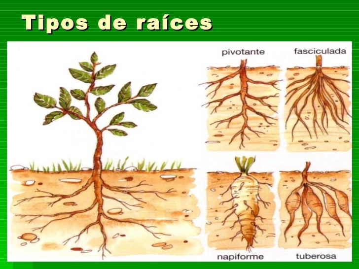 Resultado de imagen de clases de raíces de plantas