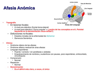 Afasia AnómicaAfasia Anómica
• Topografía
– En lesiones focales
• A nivel pre-rolándico (frontal dorso-lateral)
• A nivel post-rolándico (“Gyrus angular” o ¿centro de los conceptos en el L Parietal
Izquierdo en la denominación visuo-verbal?)
– Disfunciones no-focales:
• Estadios iniciales de la enfermedad de Alzheimer
• Demencia Semántica
• Clínica
– Síndrome clásico de las afasias
– Síndrome afásico residual de otras afasias
– Lenguaje espontáneo
• Fluente / correcto / sin parafasias o aisladas
• Empobrecimiento de nombres y sustantivos con pausas, poco espontáneo, entrecortado,
circunloquios
– Comprensión
• Normal
– Repetición
• Normal
– Denominación
• Es el déficit más claro; a veces, el único
 