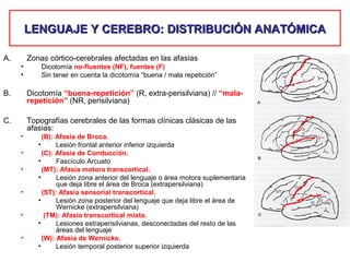 LENGUAJE Y CEREBRO: DISTRIBUCIÓN ANATÓMICALENGUAJE Y CEREBRO: DISTRIBUCIÓN ANATÓMICA
A. Zonas córtico-cerebrales afectadas en las afasias
• Dicotomía no-fluentes (NF), fuentes (F)
• Sin tener en cuenta la dicotomía “buena / mala repetición”
B. Dicotomía “buena-repetición” (R, extra-perisilviana) // “mala-
repetición” (NR, perisilviana)
C. Topografías cerebrales de las formas clínicas clásicas de las
afasias:
• (B): Afasia de Broca.
• Lesión frontal anterior inferior izquierda
• (C): Afasia de Conducción.
• Fascículo Arcuato
• (MT): Afasia motora transcortical.
• Lesión zona anterior del lenguaje o área motora suplementaria
que deja libre el área de Broca (extrapersilviana)
• (ST): Afasia sensorial transcortical.
• Lesión zona posterior del lenguaje que deja libre el área de
Wernicke (extrapersilviana)
• (TM): Afasia transcortical mixta.
• Lesiones estraperisilvianas, desconectadas del resto de las
áreas del lenguaje
• (W): Afasia de Wernicke.
• Lesión temporal posterior superior izquierda
 