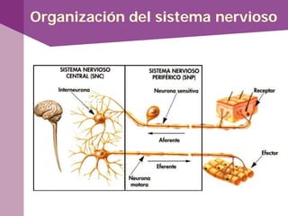 Organización del sistema nervioso
 