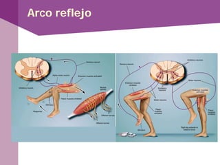 Arco reflejo
 