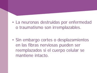 • La neuronas destruidas por enfermedad
o traumatismo son irremplazables.
• Sin embargo cortes o desplazamientos
en las fibras nerviosas pueden ser
reemplazados si el cuerpo celular se
mantiene intacto.
 