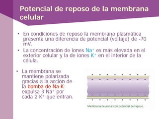 Potencial de reposo de la membrana
celular
• En condiciones de reposo la membrana plasmática
presenta una diferencia de potencial (voltaje) de -70
mV.
• La concentración de iones Na+ es más elevada en el
exterior celular y la de iones K+ en el interior de la
célula.
• La membrana se
mantiene polarizada
gracias a la acción de
la bomba de Na-K:
expulsa 3 Na+ por
cada 2 K+ que entran.
 