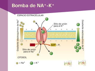 Bomba de NA+-K+
 