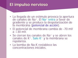 El impulso nervioso
• La llegada de un estímulo provoca la apertura
de canales de Na+. El Na+ entra a favor de
gradiente y se produce la despolarización de
la membrana (potencial de acción).
• El potencial de membrana cambia de -70 mV
a +30 mV.
• Se cierran los canales de Na+ y se abren los
canales de K+. Sale K+ y la membrana se
repolariza.
• La bomba de Na-K restablece las
concentraciones iniciales.
 