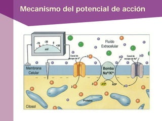 Mecanismo del potencial de acción
 