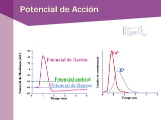 Potencial de Acción
 
