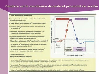 Cambios en la membrana durante el potencial de acción
 
