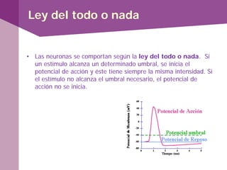 Ley del todo o nada
• Las neuronas se comportan según la ley del todo o nada. Si
un estímulo alcanza un determinado umbral, se inicia el
potencial de acción y éste tiene siempre la misma intensidad. Si
el estímulo no alcanza el umbral necesario, el potencial de
acción no se inicia.
 