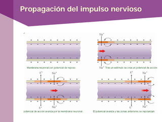 Propagación del impulso nervioso
 