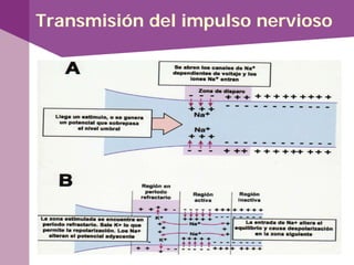 Transmisión del impulso nervioso
 