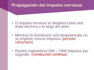 • El impulso nervioso se desplaza como una
onda electrica a lo largo del axón.
• Mientras la membrana está despolarizada no
se originan nuevos impulsos (período
refractario).
• Pueden transmitirse 500 – 1000 impulsos por
segundo. (Conducción continua)
Propagación del impulso nervioso
 