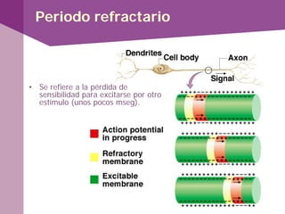 Periodo refractario
• Se refiere a la pérdida de
sensibilidad para excitarse por otro
estímulo (unos pocos mseg).
 