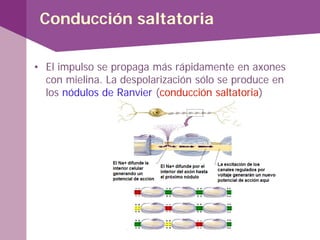Conducción saltatoria
• El impulso se propaga más rápidamente en axones
con mielina. La despolarización sólo se produce en
los nódulos de Ranvier (conducción saltatoria)
 