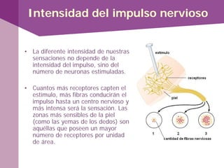 Intensidad del impulso nervioso
• La diferente intensidad de nuestras
sensaciones no depende de la
intensidad del impulso, sino del
número de neuronas estimuladas.
• Cuantos más receptores capten el
estímulo, más fibras conducirán el
impulso hasta un centro nervioso y
más intensa será la sensación. Las
zonas más sensibles de la piel
(como las yemas de los dedos) son
aquéllas que poseen un mayor
número de receptores por unidad
de área.
 