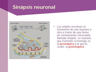 Sinápsis neuronal
• Las señales nerviosas se
transmiten de una neurona a
otra a través de una forma
de comunicación intercelular
llamada sinapsis. La neurona
que transmite el mensaje es
la presináptica y la que lo
recibe, la postsináptica.
 