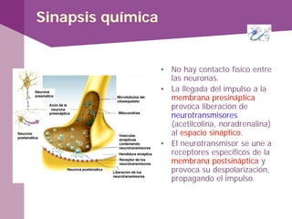 Sinapsis química
• No hay contacto físico entre
las neuronas.
• La llegada del impulso a la
membrana presináptica
provoca liberación de
neurotransmisores
(acetilcolina, noradrenalina)
al espacio sináptico.
• El neurotransmisor se une a
receptores específicos de la
membrana postsináptica y
provoca su despolarización,
propagando el impulso.
 