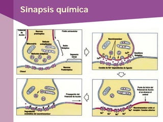 Sinapsis química
 