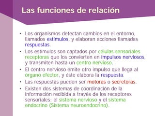 Las funciones de relación
• Los organismos detectan cambios en el entorno,
llamados estímulos, y elaboran acciones llamadas
respuestas.
• Los estímulos son captados por células sensoriales
receptoras que los convierten en impulsos nerviosos,
y transmiten hasta un centro nervioso.
• El centro nervioso emite otro impulso que llega al
órgano efector, y éste elabora la respuesta.
• Las respuestas pueden ser motoras o secretoras.
• Existen dos sistemas de coordinación de la
información recibida a través de los receptores
sensoriales: el sistema nervioso y el sistema
endocrino (Sistema neuroendocrino).
 