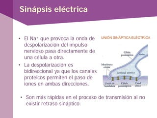 Sinápsis eléctrica
• El Na+ que provoca la onda de
despolarización del impulso
nervioso pasa directamente de
una célula a otra.
• La despolarización es
bidireccional ya que los canales
proteicos permiten el paso de
iones en ambas direcciones.
• Son más rápidas en el proceso de transmisión al no
existir retraso sináptico.
 