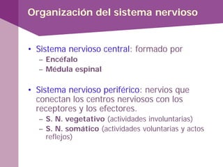 Organización del sistema nervioso
• Sistema nervioso central: formado por
– Encéfalo
– Médula espinal
• Sistema nervioso periférico: nervios que
conectan los centros nerviosos con los
receptores y los efectores.
– S. N. vegetativo (actividades involuntarias)
– S. N. somático (actividades voluntarias y actos
reflejos)
 