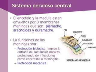 Sistema nervioso central
• El encéfalo y la médula están
envueltos por 3 membranas
meninges que son: piamadre,
aracnoides y duramadre.
• La funciones de las
meninges son:
– Protección biológica: impide la
entrada de sustancias nocivas,
protegiendo de infecciones
como encefalitis o meningitis.
– Protección mecánica.
 