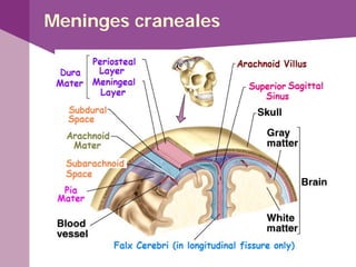 Meninges craneales
 