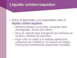 Líquido cefalorraquídeo
• Entre la piamadre y la aracnoides está el
líquido cefalorraquídeo:
– Mantiene flotante el encéfalo, actuando como
amortiguador, dentro del cráneo.
– Sirve de vehículo para transportar los nutrientes al
cerebro y eliminar los desechos.
– Fluye entre el cráneo y la médula espinal para
compensar los cambios en el volumen de sangre
intracraneal manteniendo una presión constante.
 