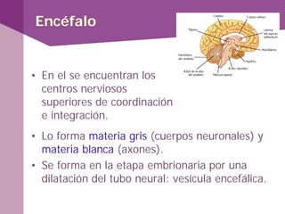 Encéfalo
• Lo forma materia gris (cuerpos neuronales) y
materia blanca (axones).
• Se forma en la etapa embrionaria por una
dilatación del tubo neural: vesícula encefálica.
• En el se encuentran los
centros nerviosos
superiores de coordinación
e integración.
 