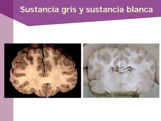 Sustancia gris y sustancia blanca
 