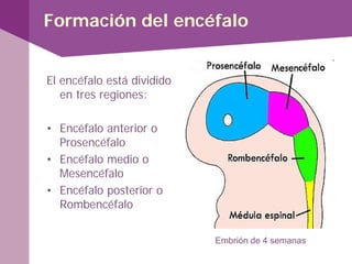 El encéfalo está dividido
en tres regiones:
• Encéfalo anterior o
Prosencéfalo
• Encéfalo medio o
Mesencéfalo
• Encéfalo posterior o
Rombencéfalo
Embrión de 4 semanas
Formación del encéfalo
 