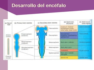 Desarrollo del encéfalo
 