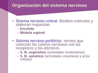 Organización del sistema nervioso
• Sistema nervioso central: Reciben estímulos y
elaboran respuestas.
– Encéfalo
– Médula espinal
• Sistema nervioso periférico: nervios que
conectan los centros nerviosos con los
receptores y los efectores.
– S. N. vegetativo (actividades involuntarias)
– S. N. somático (actividades voluntarias y actos
reflejos)
 