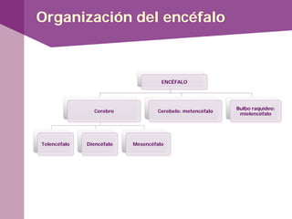 Organización del encéfalo
ENCÉFALO
Cerebro
Telencéfalo Diencéfalo Mesencéfalo
Cerebelo: metencéfalo
Bulbo raquídeo:
mielencéfalo
 