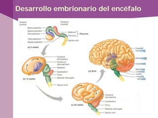 Desarrollo embrionario del encéfalo
 