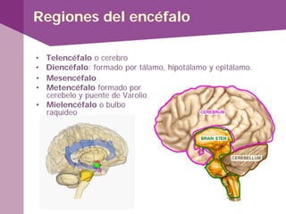 Regiones del encéfalo
• Telencéfalo o cerebro
• Diencéfalo: formado por tálamo, hipotálamo y epitálamo.
• Mesencéfalo
• Metencéfalo formado por
cerebelo y puente de Varolio
• Mielencéfalo o bulbo
raquídeo
 