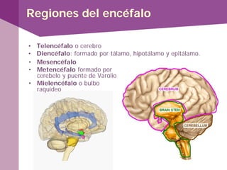 Regiones del encéfalo
• Telencéfalo o cerebro
• Diencéfalo: formado por tálamo, hipotálamo y epitálamo.
• Mesencéfalo
• Metencéfalo formado por
cerebelo y puente de Varolio
• Mielencéfalo o bulbo
raquídeo
 