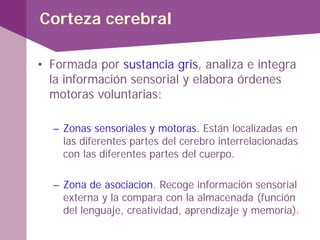 Corteza cerebral
• Formada por sustancia gris, analiza e integra
la información sensorial y elabora órdenes
motoras voluntarias:
– Zonas sensoriales y motoras. Están localizadas en
las diferentes partes del cerebro interrelacionadas
con las diferentes partes del cuerpo.
– Zona de asociacion. Recoge información sensorial
externa y la compara con la almacenada (función
del lenguaje, creatividad, aprendizaje y memoria).
 