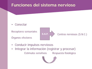 Funciones del sistema nervioso
• Conectar
Receptores sensoriales
Centros nerviosos (S.N.C.)
Órganos efectores
• Conducir impulsos nerviosos
• Integrar la información (registrar y procesar)
Estímulos sensitivos Respuesta fisiológica
S.N.P.
 
