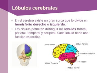 Lóbulos cerebrales
• En el cerebro existe un gran surco que lo divide en
hemisferio derecho e izquierdo.
• Las cisuras permiten distinguir los lóbulos frontal,
parietal, temporal y occipital. Cada lóbulo tiene una
función específica.
 