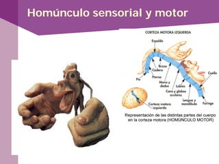 Homúnculo sensorial y motor
 