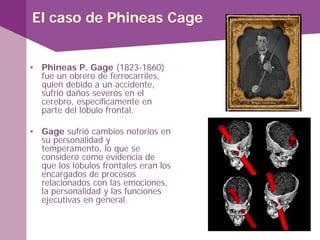 • Phineas P. Gage (1823-1860)
fue un obrero de ferrocarriles,
quien debido a un accidente,
sufrió daños severos en el
cerebro, específicamente en
parte del lóbulo frontal.
• Gage sufrió cambios notorios en
su personalidad y
temperamento, lo que se
consideró como evidencia de
que los lóbulos frontales eran los
encargados de procesos
relacionados con las emociones,
la personalidad y las funciones
ejecutivas en general.
El caso de Phineas Cage
 